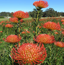 Load image into Gallery viewer, Leucospermum &#39;So Successful&#39; TM
