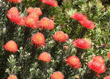 Load image into Gallery viewer, Leucospermum So Successful TM
