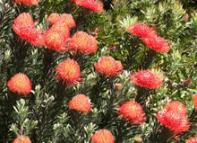 Load image into Gallery viewer, Leucospermum &#39;So Successful&#39; TM
