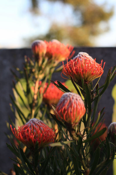 Leucospermum 'So® Sincere'