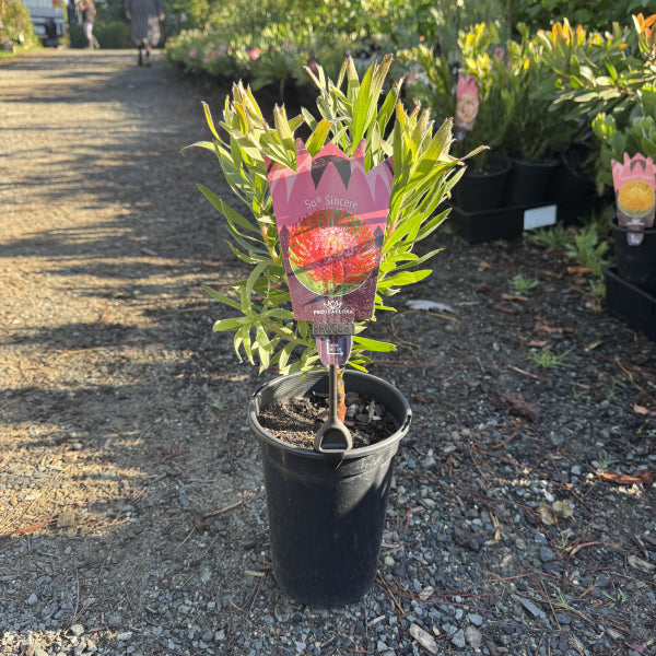 Leucospermum 'So® Sincere'