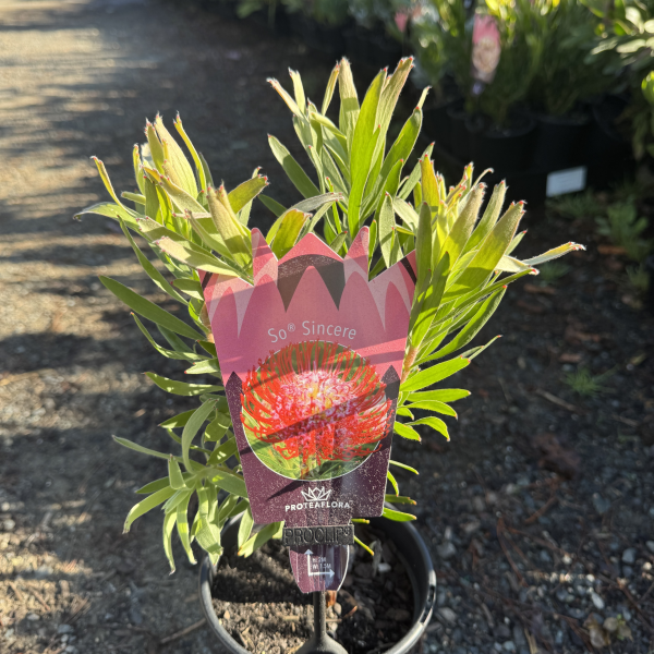 Leucospermum lineare hybrid So Sincere