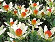 Leucadendron Summer Sun