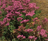 Limonium 'Elite Pink'
