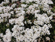 Limonium perezii White Star