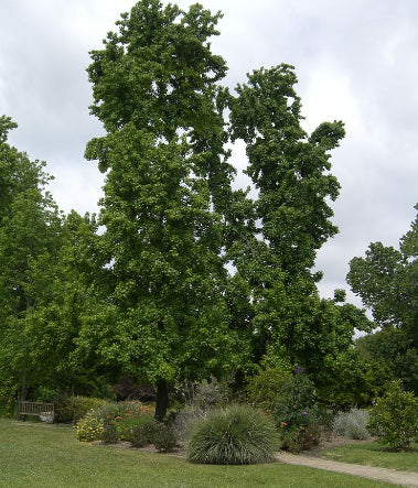 Liquidamber styraciflua