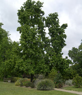 Liquidamber styraciflua
