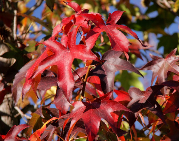Liquidamber styraciflua