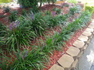 Liriope muscari cv.Evergreen Giant