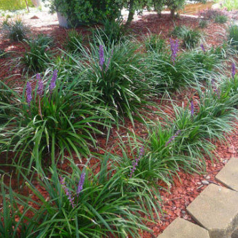 Liriope muscari  Evergreen Giant