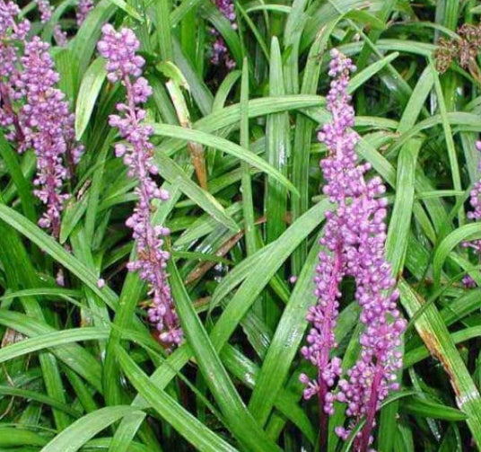 Liriope muscari Just Right'™'