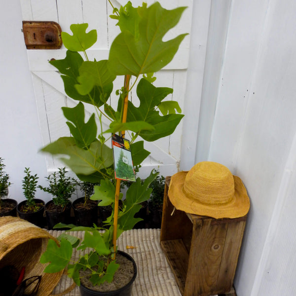 Liriodendron tulipifera