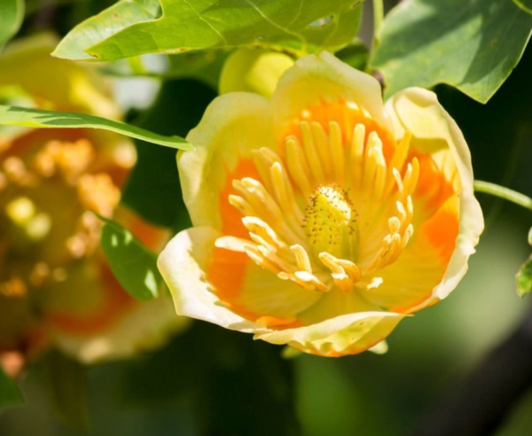 Liriodendron tulipifera