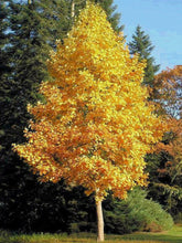 Load image into Gallery viewer, Liriodendron tulipifera
