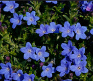 Lithodora diffusa Grace Ward