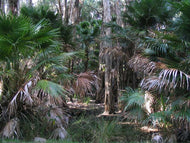 Livistona australis Cabbage Tree Palm