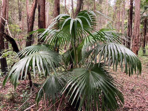 Livistona australis Cabbage Tree Palm