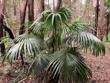 Load image into Gallery viewer, Livistona australis Cabbage Tree Palm
