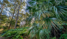 Load image into Gallery viewer, Livistona australis Cabbage Tree Palm
