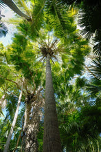 Load image into Gallery viewer, Livistona australis Cabbage Tree Palm
