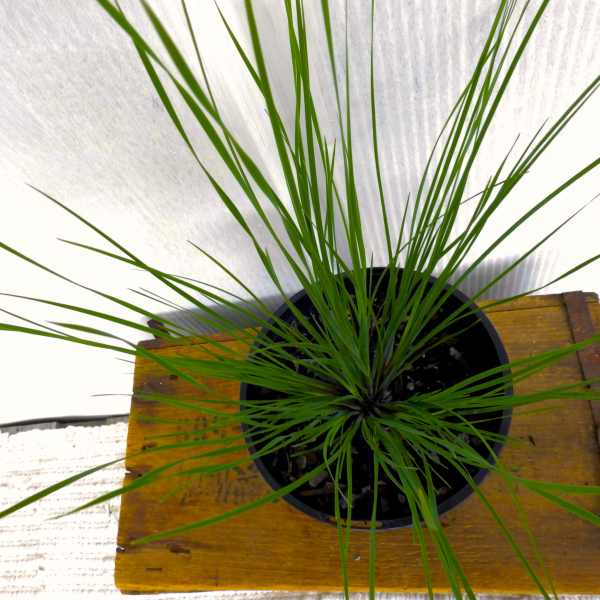 Lomandra confertifolia Crackerjack