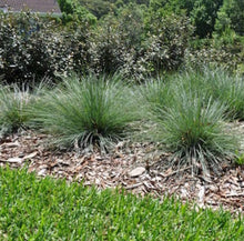 Load image into Gallery viewer, Lomandra confertifolia Crackerjack
