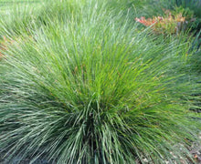 Load image into Gallery viewer, Lomandra confertifolia Crackerjack
