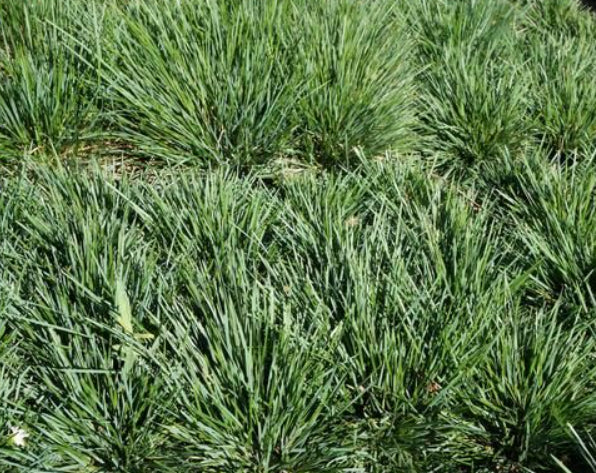 Lomandra confertifolia Echidna Grass