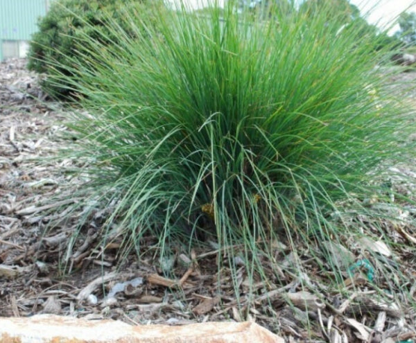 Lomandra confertifolia Frosty Top