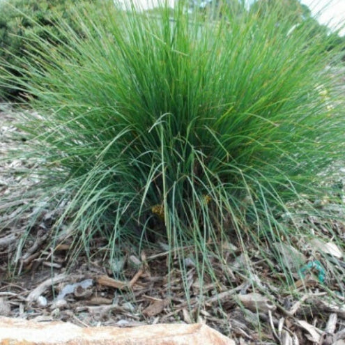 Lomandra confertifolia Frosty Top