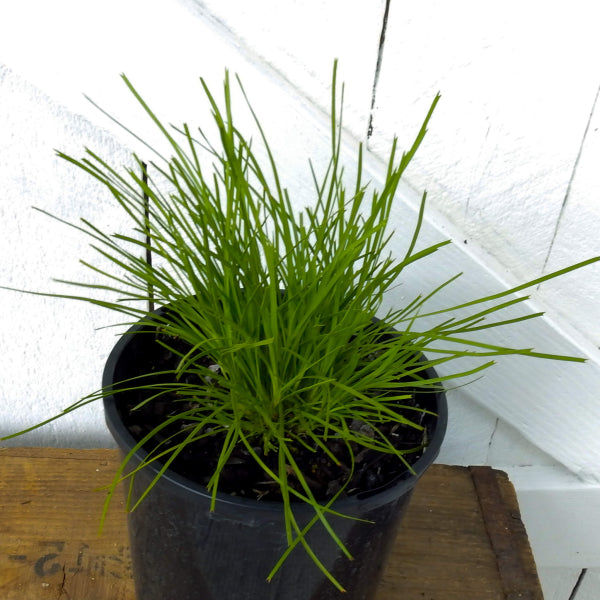 Lomandra confertifolia Little Con