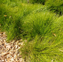 Load image into Gallery viewer, Lomandra confertifolia Little Con
