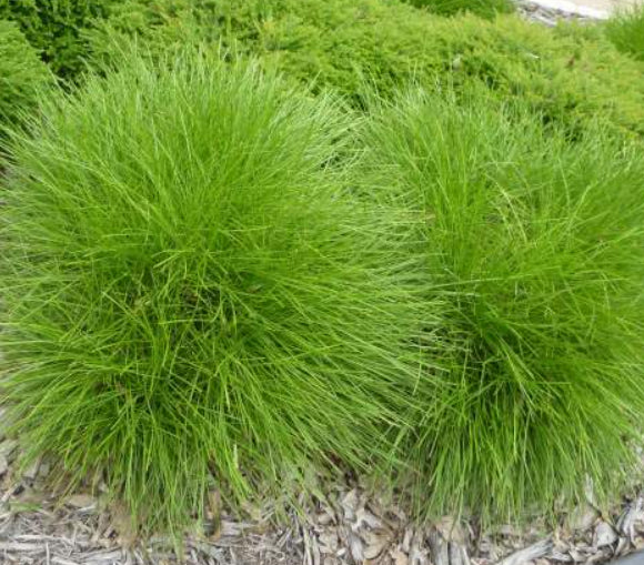 Lomandra confertifolia Little Con