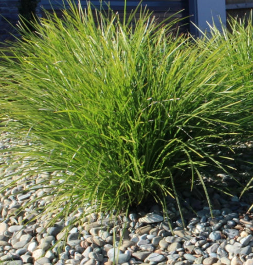 Lomandra confertifolia Little Pal