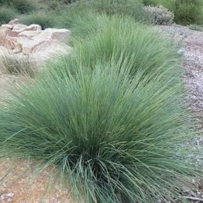 Lomandra confertifolia Seascape
