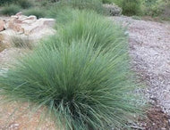 Lomandra confertifolia Seascape