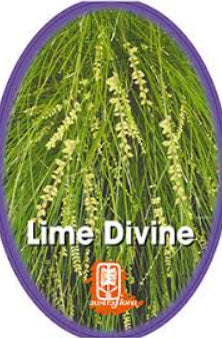 Lomandra Lime Divine