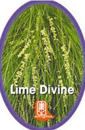 Lomandra Lime Divine