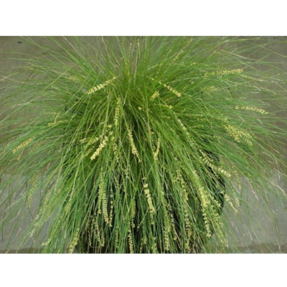 Lomandra Lime Divine