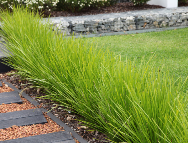 Lomandra Lime Tuff