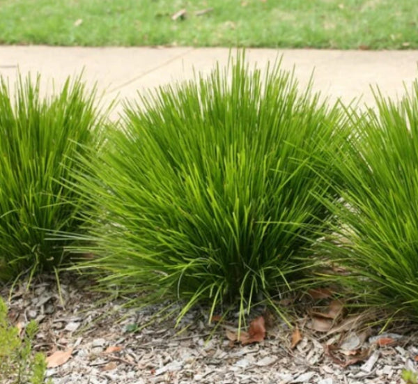 Lomandra Lime Wave