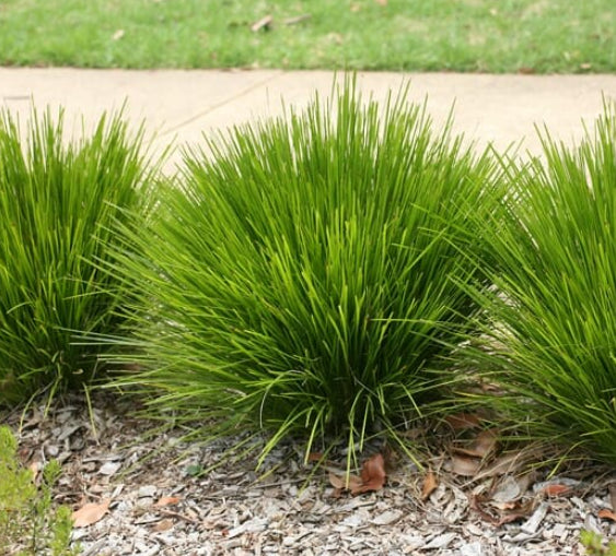 Lomandra Little Lime