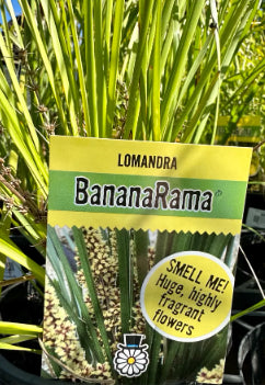 Lomandra longifolia Bananarama