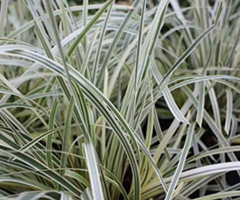 Lomandra longifolia ‘MURU’ Great White™