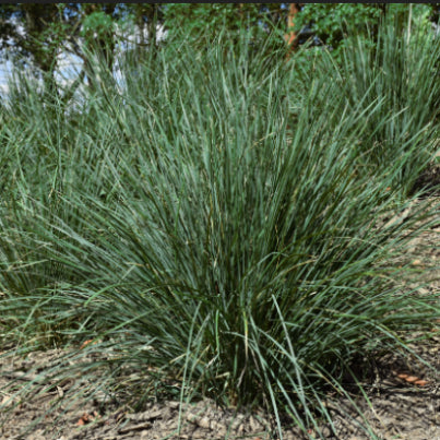 Lomandra confertifolia Ocean