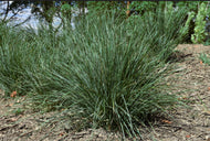 Lomandra longifolia Ocean