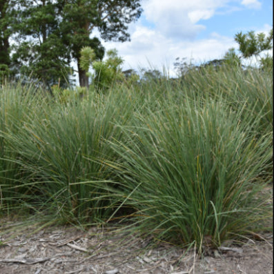 Lomandra confertifolia Ocean