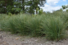 Load image into Gallery viewer, Lomandra longifolia Ocean
