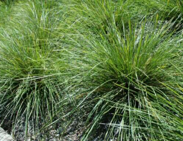 Lomandra longifolia Verday