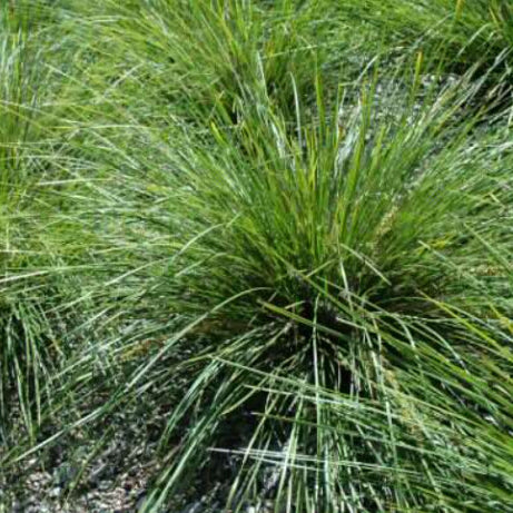 Lomandra longifolia Verday